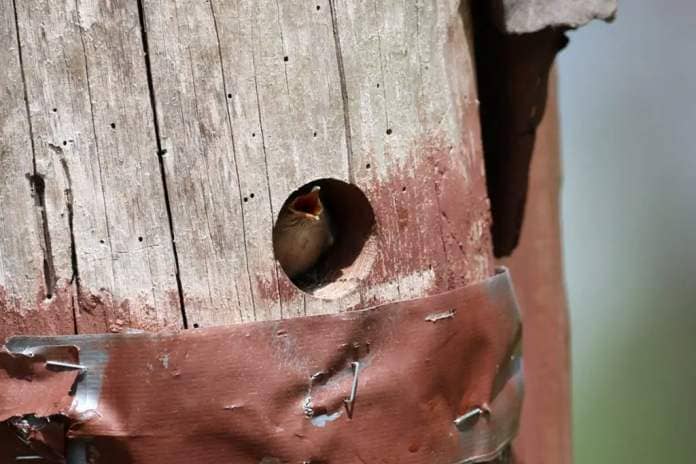 Brown-headed nuthatch ready to fledge from an artificial nest.