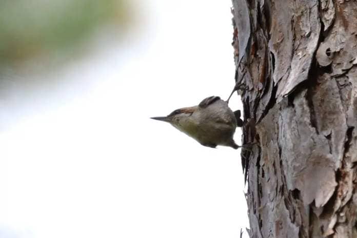 Brown-headed nuthatch– acrobat of the longleaf pine forest?