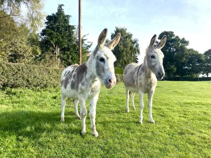 Daisy and Dora are both doing well at The Donkey Sanctuary (Photo: The Donkey Sanctuary/Supplied)