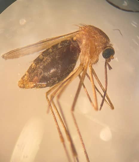 Microscope view of a mosquito, light golden brown in color with black eyes and a full abdomen inside of which can be seen deep red blood.