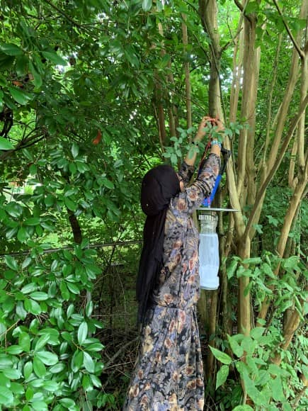 A woman in a wooded area reaches up to a tree branch where a mosquito trap is hanging just in front of her. The trap has a flat plate on top under which hangs a long cylindrical net.