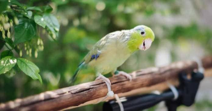 Parrotlet- parrotlet on branch