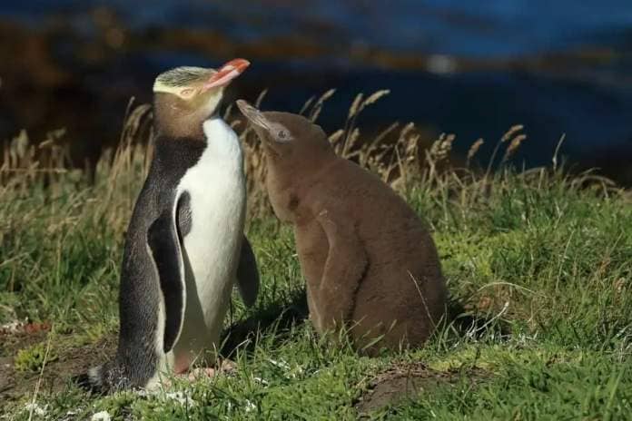 Yellow-eyed Penguin with chick in New Zealand