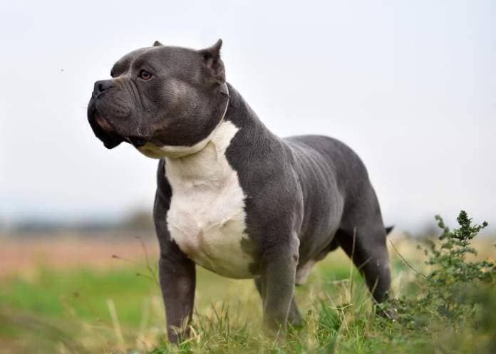 XL American bully dogs have been responsible for a series of attacks in recent months. (Getty)