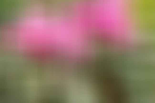 Pink cyclamen flowers