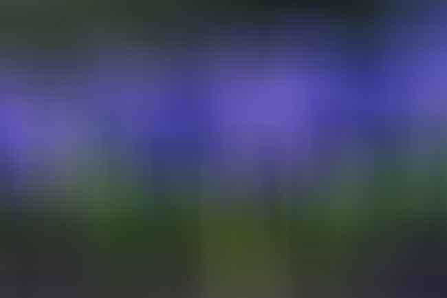 Blue Hyacinth plants