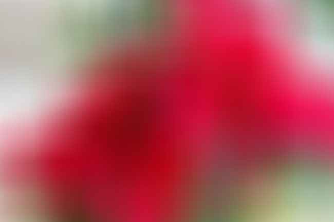 Red Poinsettia flower