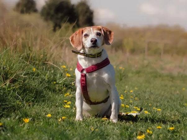 Tilly, an 11 year old, Beagle is a delightful older lady who is looking for an adult only home with no visiting children where she can relax in her own space as she is very conflicted with handling and doesn’t like to share her favourite things with dogs or people. She is a cheeky girl who loves her food and is looking for a quiet life with patient owners who can be hands off with her. Tilly is a really clever girl and loves showing off her favourite tricks in return for a snack, and enjoys using her beagle nose to sniff out treats and explore nature! While she is an older girl she is still fairly active and would love a home where she can go out on lots of walks to keep her brain busy.