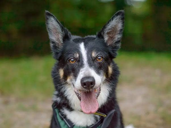 A 12-year-old Border Collie, Gizmo doesn’t act his age. He is quite a sensitive soul, and does struggle with anxiety at points, so is looking for a quiet, relaxed home environment where he can really chill out and settle. Gizmo is looking for an adult only home with minimal visitors, and no visiting children where he can relax in his safe space. After a gradual introduction he loves his doggy friends and would love a home where he could live with a confident, existing dog who can show him the ropes and give him some confidence (though this isn’t completely necessary).