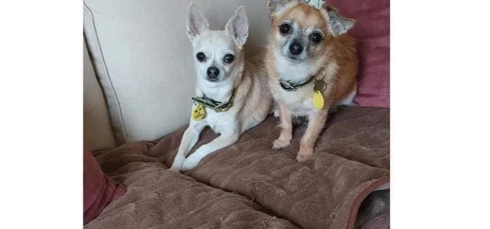 Candy (L) is 12 years old and is a female Chihuahua. Candy is a 12 year old Chihuahua looking for a home together with her long term companion Roxy. They have been together since pups and rely on each others company. They sleep together in the same bed. The girls are looking for a quiet home where they can potter around the garden and have lots of strokes and fuss. They are very worried by other dogs so they would be better suited to not living with one. Candy can be quite nervous when she first meets new people so will need time to adjust to her new home. Roxy is more outgoing and loves to jump on your lap for a cuddle. The girls have lived with a cat in their first home so could possibly live with another one. They could live with older and sensible children that will give them the space they need and they would not cope well with a busy household.