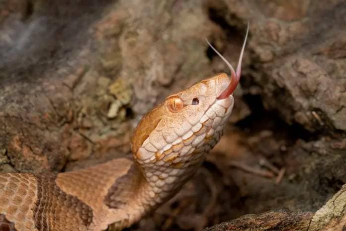 The copperhead is one of four venomous snakes found in Tennessee. 