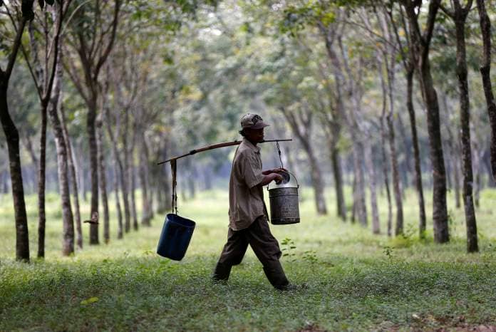 A worker collects latex at a rubber plantation near Bogor, southwest of Jakarta in West Java province