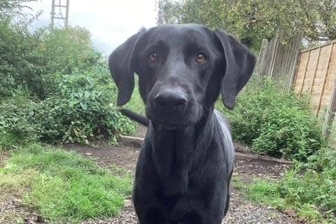 Nelson is a huge bundle of love! This affectionate, playful five-year-old Labrador-cross came to us because his owner sadly passed away. He loves to go on long walks and play ball, but would be benefit from some training classes. (Photo: AIN)