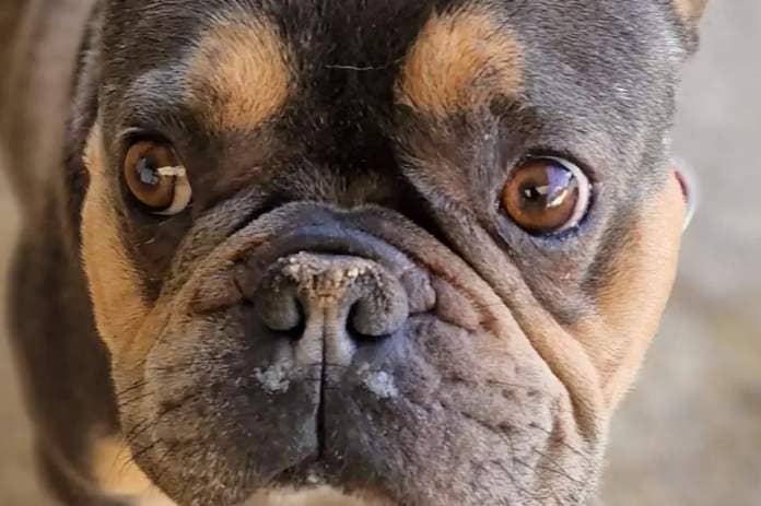 Hugo is a four-year-old Frenchie lad who needs a breed experienced home with no children. Hugo is fearful upon first meeting people but will be your next friend given a chance to earn his trust. (Photo: AIN)