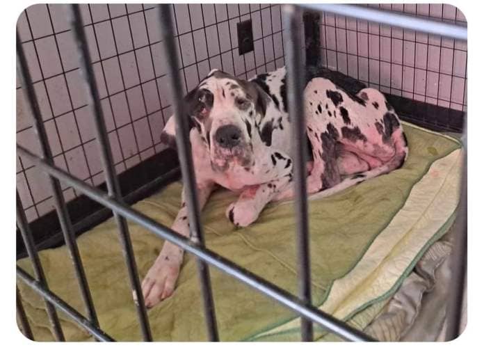 A 2 1/2 year-old male Great Dane was taken Sept. 5 by a volunteer to a veterinary office, where it was reported the dog was 25 pounds underweight and facing a serious flea infestation.