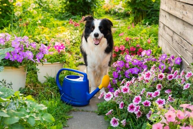 Flower garden with dog and a blue watering can