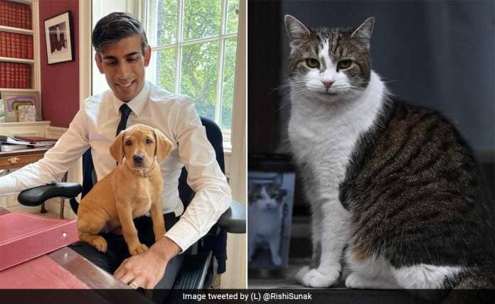 Larry The Cat Or Nova The Dog? Akshata Murty On Power Struggle At 10 Downing Street