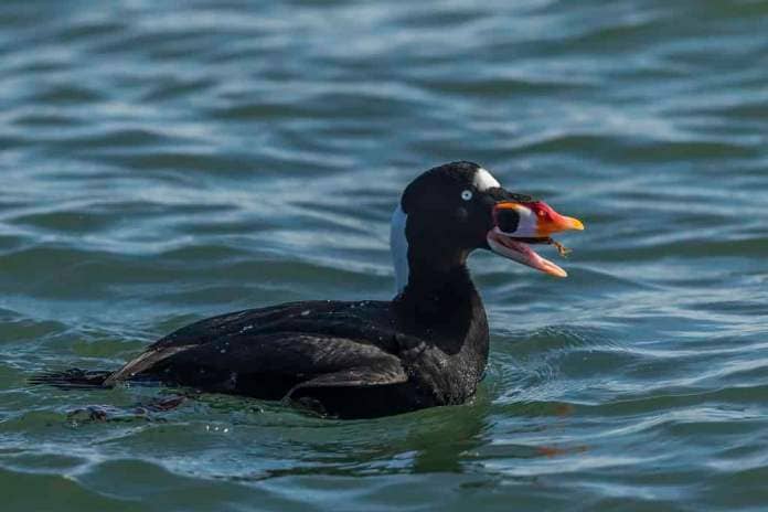 surf scoter with food