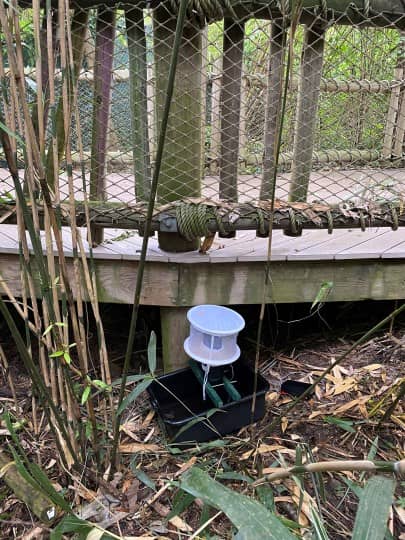 A small cylindrical netted trap is attached to a bracket over a black rectangular tray with water inside, which sits on the ground beside a boardwalk path in a wooded area.