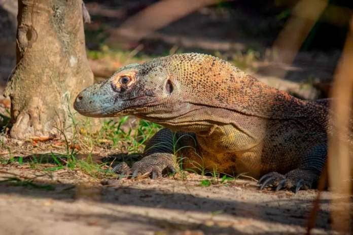 Komodo dragons are the largest lizard in the world and an endangered species, ZooTampa says.