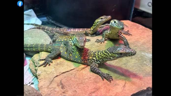 The six baby dragons are about 10 inches long and 100 grams in weight, the zoo said.