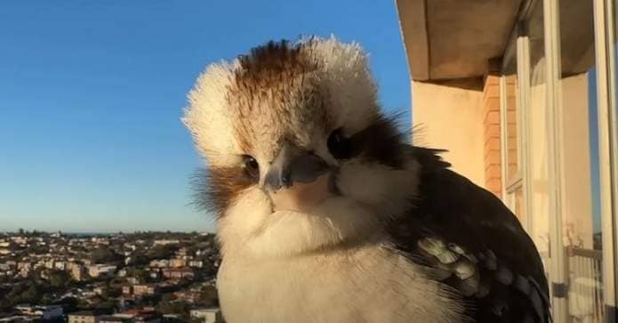 This kookaburra knows how to flaunt it!