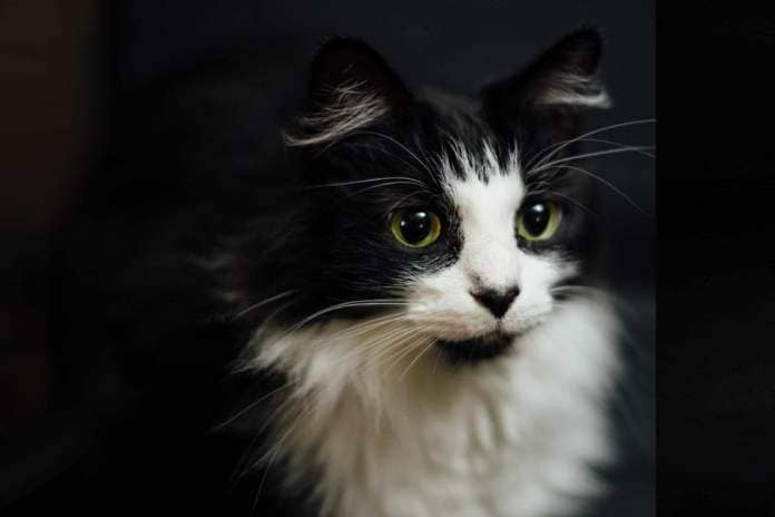 Photographer Nils Jacobi has taken stock image photos like this one and helped another black-and-white cat named Tuxedo go viral with a clever time-lapse.