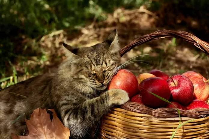 Beautiful striped cat is near the basket with ripe red apples and pumpkin in the autumn garden. Thanksgiving, harvest time and halloween postcard.