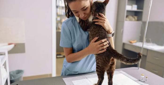 A cat hugs a veterinarian. 
