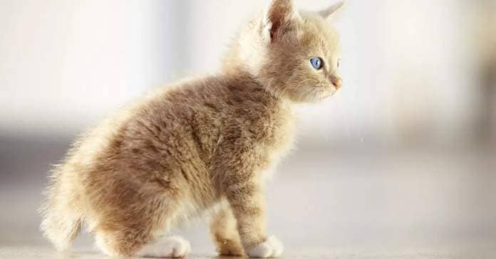 A little kitten with no tail. 