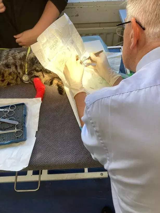Super G during the surgery to save her eyesight performed by veterinary ophthalmologist, Dr David Williams