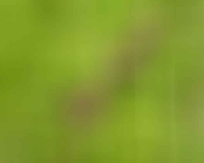 Henslow's Sparrow (Centronyx henslowii) North American Grassland Bird Composite Image