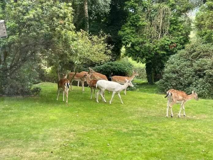 The couple enjoy watching wild deer grazing in their garden and were horrified by the prospect of 200 mph trains ploughing through their habitat