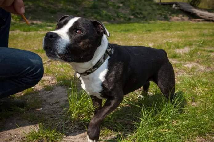 One of the most popular dog breeds in the UK, 367 Staffordshire Bull Terriers have been stolen in the last year.