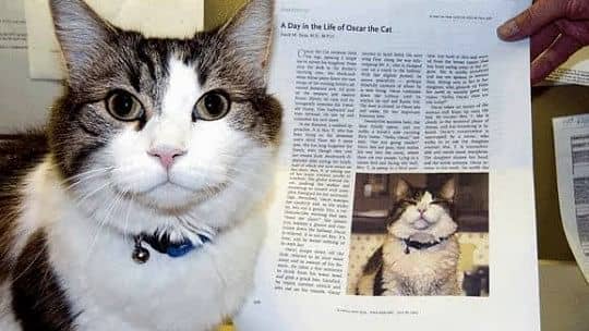 <div class="paragraphs"><p>Therapy cat Oscar.</p></div>