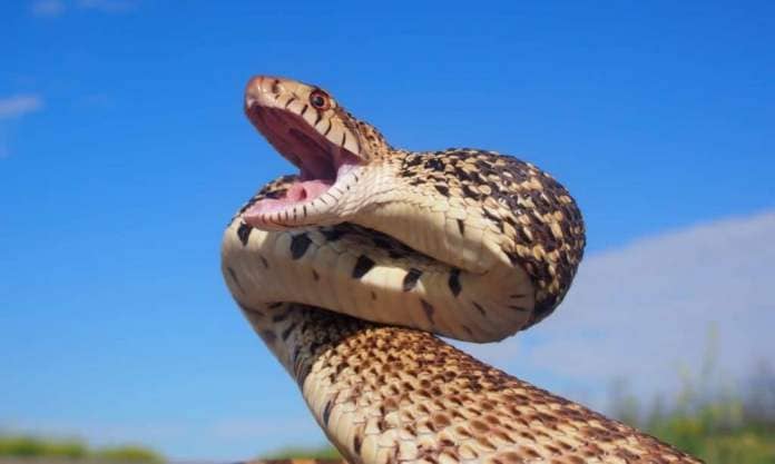 Bull Snake with Jaws Open