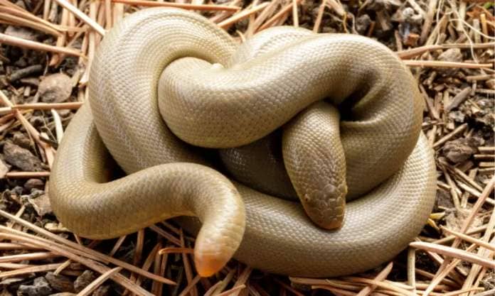 Snakes in Oregon - Northern Rubber Boa