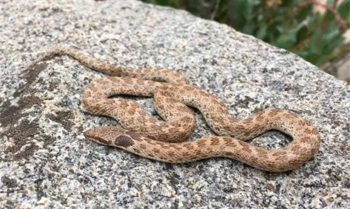 A night snake lying on a rock