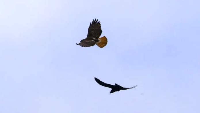 A spectacular adult red-tailed hawk avoids a pesky crow while soaring over a Corory Valley field. - Bruce Mactavish - Bruce Mactavish