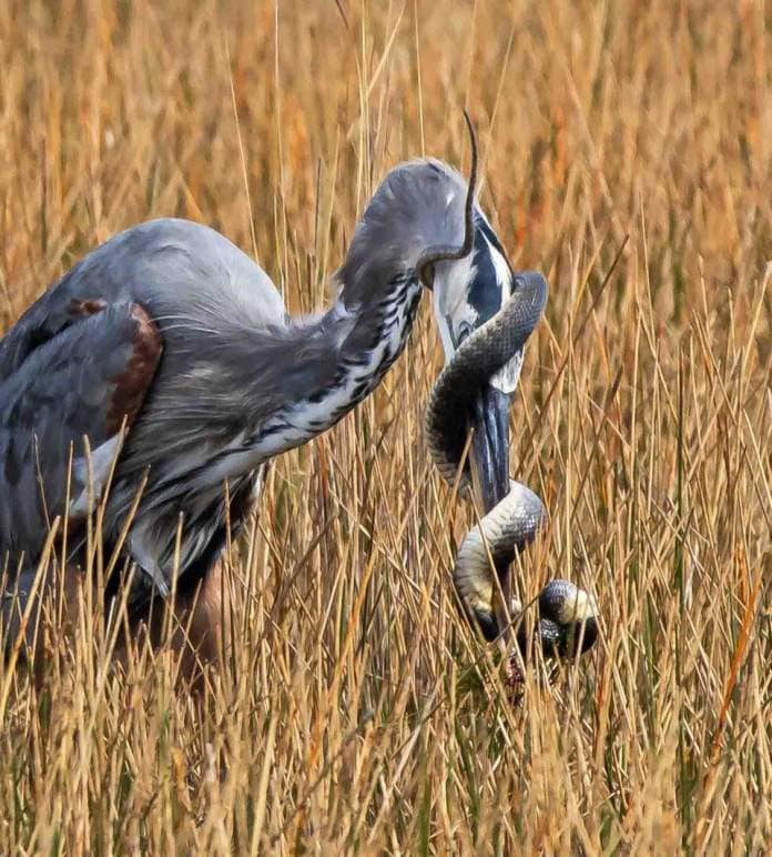 A Florida Green Watersnake wraps itself around a Blue Heron that tried to eat it at St. Marks National Wildlife Refuge.