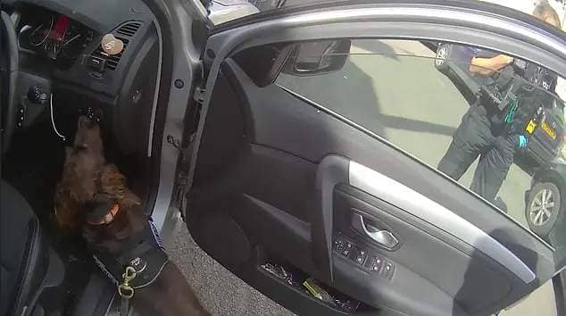 Footage shows the dog repeatedly sniffing the steering wheel following Negji's arrest on Buccleuch Street in Kettering, Northamptonshire, on August 24 this year