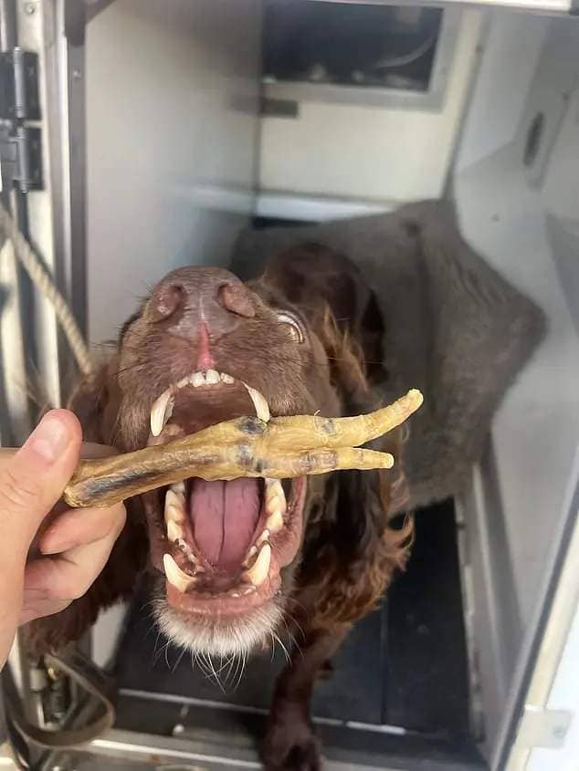 'PD Socks won the game of hide and seek with the drug dealers again today after he located this hide in a vehicle and earned himself a tasty chicken foot as a reward!'
