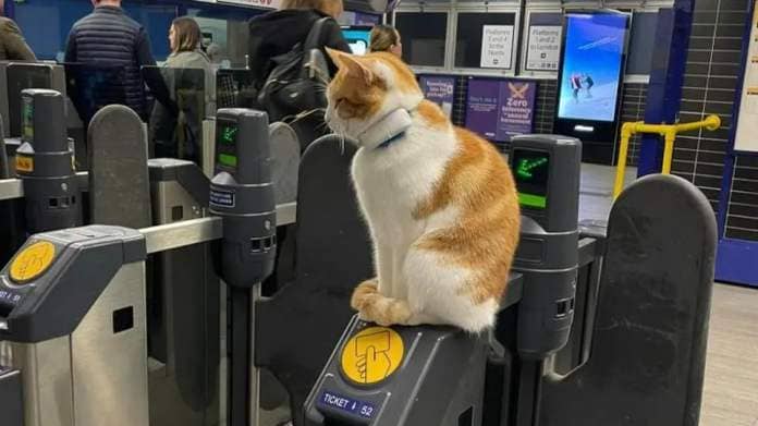 Nala the cat sitting on a ticket gate