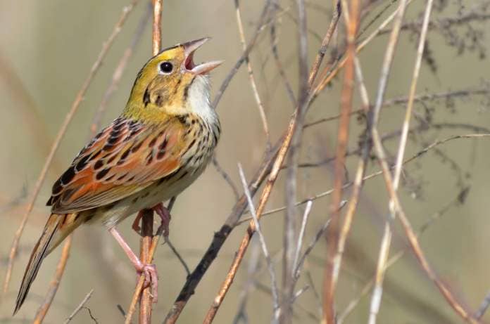 Henslow's Sparrow singing in Illinois 