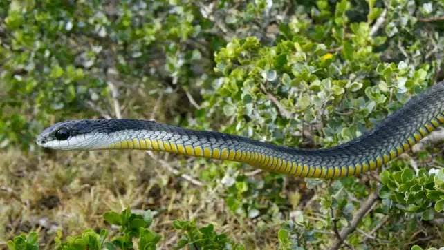 Boomslang Snake Near Bush