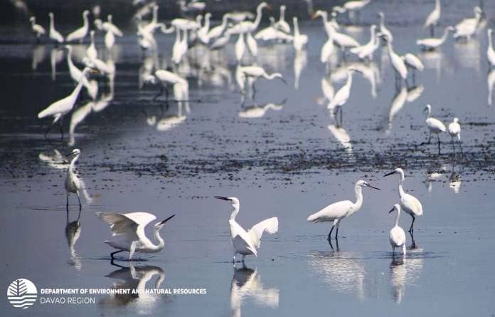 The Department of Environment and Natural Resources-Davao Region (DENR-Davao) announced the start of the annual bird migration on Tuesday, October 17.