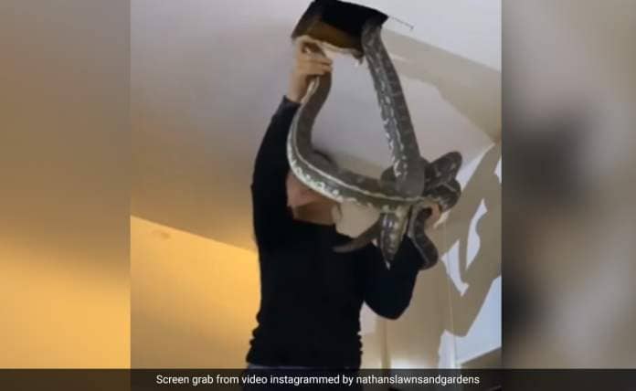Video: Australian Woman Pulls Out 2 Giant Snakes From Ceiling, Internet Reacts