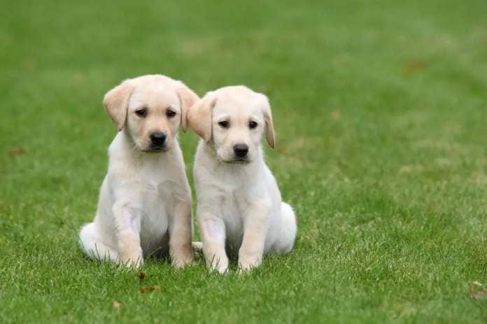 Two guide dog puppies (Photo: Submitted)