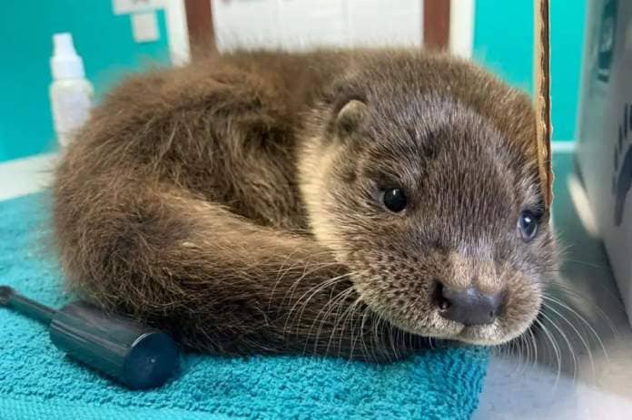 RSPCA Oak and Furrows received a baby otter after the distressed animal approached a group of children <i>(Image: RSPCA Oak and Furrows)</i>