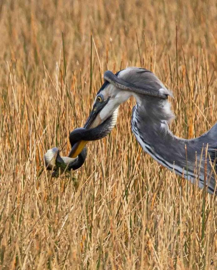 A Florida Green Watersnake wraps itself around a Great Blue Heron at St. Marks National Wildlife Refuge.